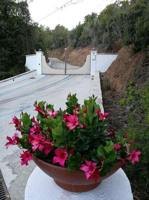 Appartamento L'Albero Magico Nella Campagna Gallurese Santa Teresa Gallura Bagian luar foto