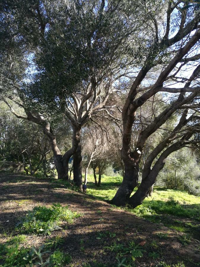 Appartamento L'Albero Magico Nella Campagna Gallurese Santa Teresa Gallura Bagian luar foto